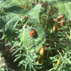 captum et structuratum