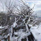 captum et structuratum